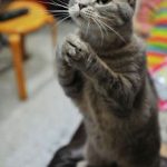 可愛い猫ちゃんも祈ってる・・・