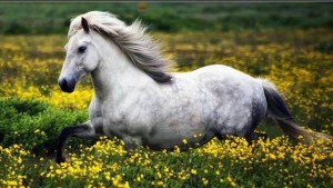 1509670_604866039569183_1289894329_n