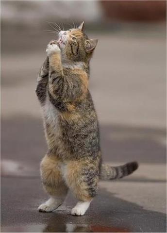 45212_239637939510148_1452458491_n