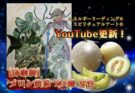 YouTubeショート更新【体験談：メロン農家 T.N様 女性】