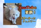 YouTubeショート更新!【チェルシー天界へ】